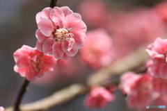 撮って出し(2025-04-12_11-18)-(Canon EOS 60D-9