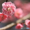 撮って出し(2025-04-12_11-18)-(Canon EOS 60D-9