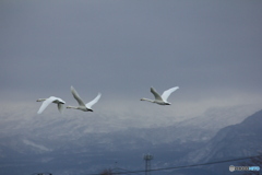 撮って出し(2024-12-09_08-07)-(Canon EOS 60D-2