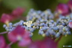 撮って出し(2025-06-30_16-23)-(Canon EOS 6D-90