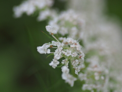 撮って出し(2024-07-25_16-35)-(E-M5-0())