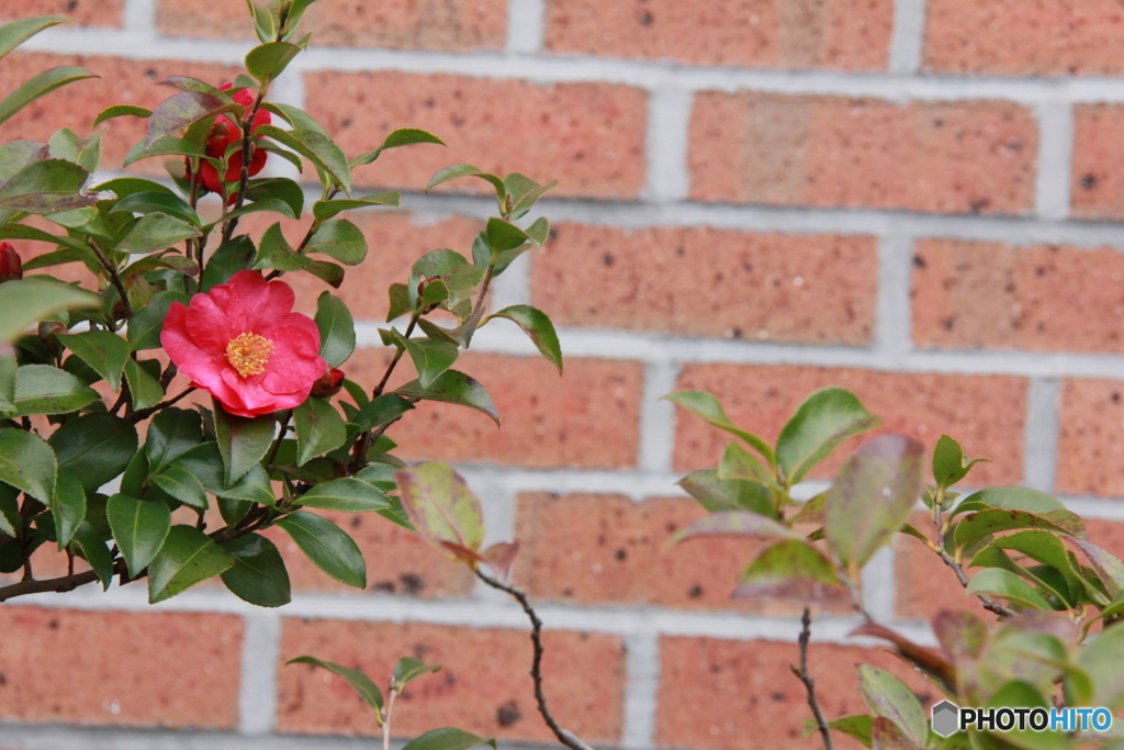 撮って出し-Canon EOS 60D-90.0-41_03_18-0