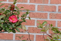 撮って出し-Canon EOS 60D-90.0-41_03_18-0