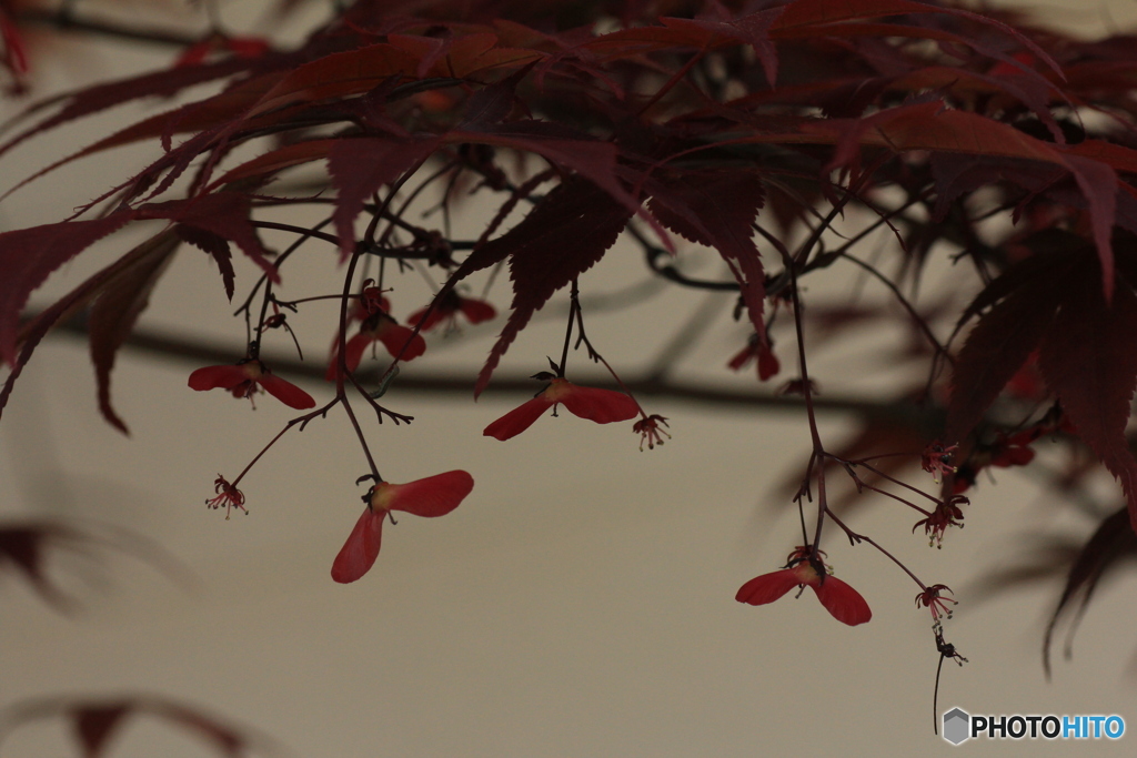 撮って出し(2024-05-04_15-05)-(Canon EOS 60D-9