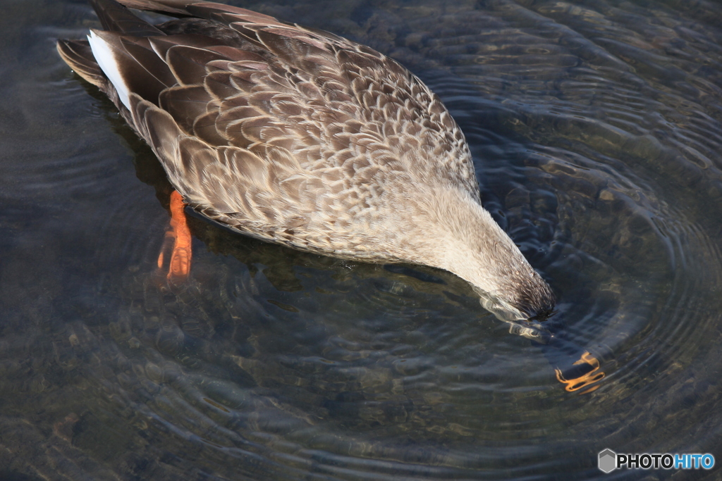 撮って出し(2025-03-03_12-14)-(Canon EOS 60D-1
