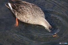 撮って出し(2025-03-03_12-14)-(Canon EOS 60D-1