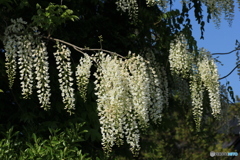 撮って出し-Canon EOS 60D-90.0-23_05_12-2