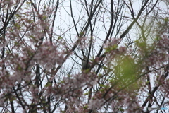 撮って出し(2025-04-25_09-56)-(Canon EOS 60D-2