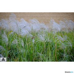 撮って出し(2023-10-12_15-28)-50--X-E1