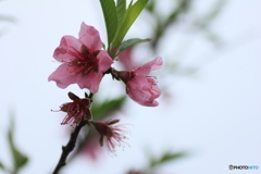 撮って出し(2025-04-25_10-31)-(Canon EOS 60D-9