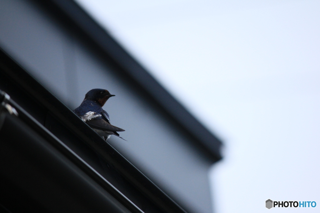 撮って出し(2025-06-29_17-53)-(Canon EOS 60D-2