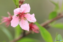 撮って出し(2025-04-25_10-32)-(Canon EOS 60D-9