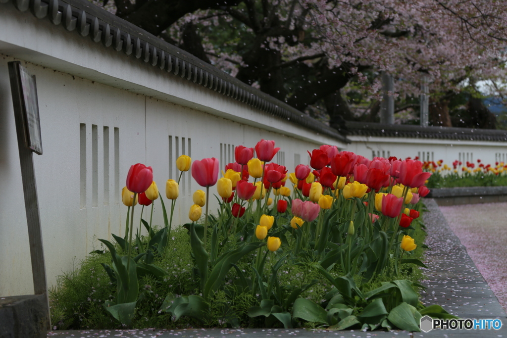 撮って出し(2025-04-25_09-05)-(Canon EOS 6D-13