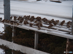 撮って出し(2025-02-18_09-12)-(E-M5-100(OLYMPU