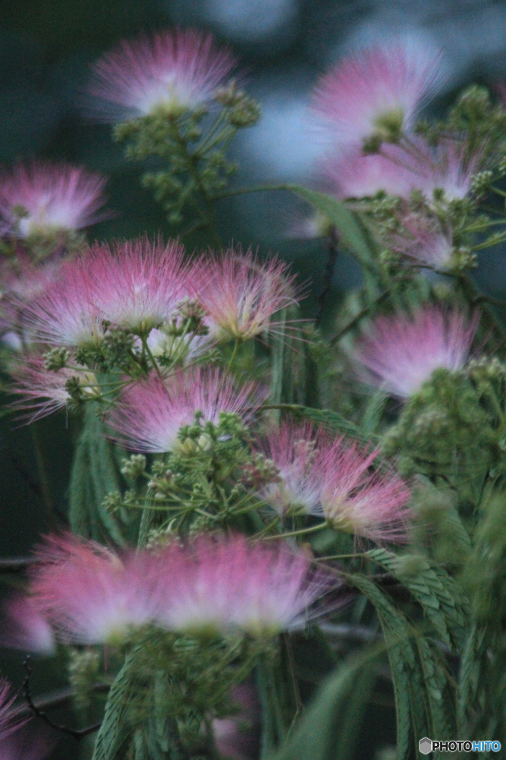 撮って出し(2025-07-07_19-10)-(Canon EOS 60D-3