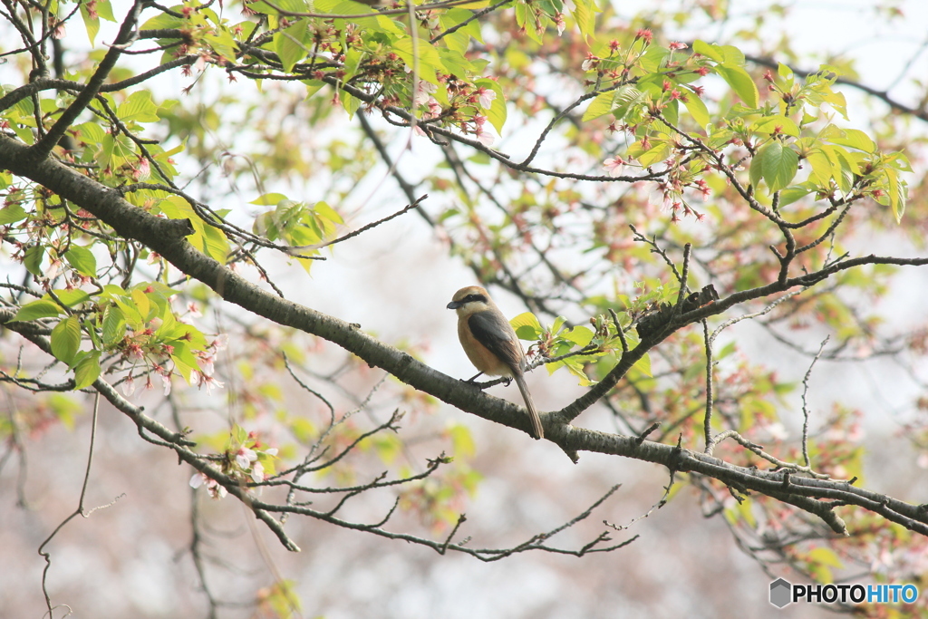 撮って出し(2025-04-27_07-30)-(Canon EOS 60D-2