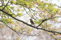 撮って出し(2025-04-27_07-30)-(Canon EOS 60D-2