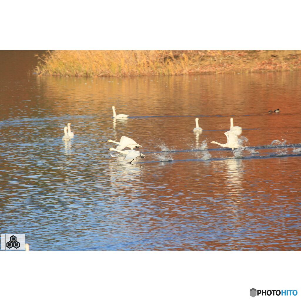 撮って出し(2023-11-26_07-44)-250-EF-S55-250mm