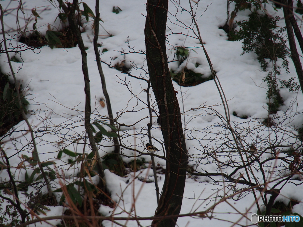 撮って出し(2025-01-12_09-42)-(E-M5-150(OLYMPU