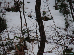 撮って出し(2025-01-12_09-42)-(E-M5-150(OLYMPU