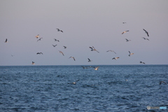 撮って出し-Canon EOS 60D-220.0-23_06_06-0