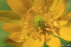 撮って出し(2025-04-06_09-02)-(Canon EOS 60D-9