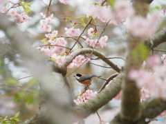 撮って出し(2024-04-17_09-14)-(E-M5-150(OLYMPU