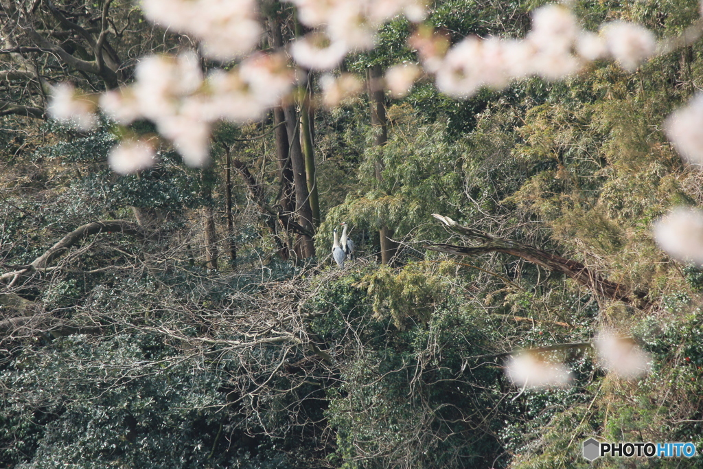 撮って出し(2025-04-19_09-41)-(Canon EOS 60D-2