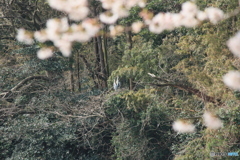 撮って出し(2025-04-19_09-41)-(Canon EOS 60D-2