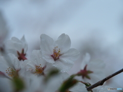 撮って出し-E-M5-135.0-41_04_06-1