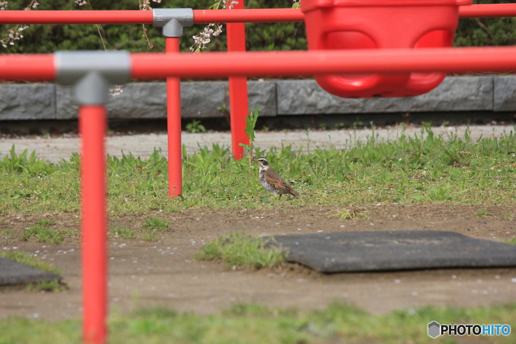 撮って出し(2025-04-30_15-07)-(Canon EOS 60D-2
