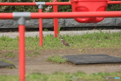 撮って出し(2025-04-30_15-07)-(Canon EOS 60D-2