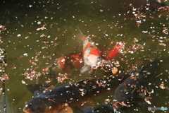 撮って出し-Canon EOS 6D-135.0-41_04_24-14