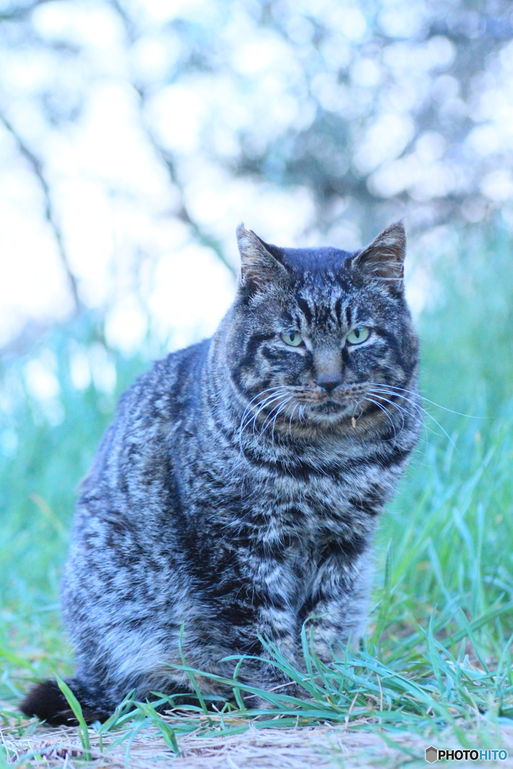 撮って出し(2024-04-23_18-30)-(Canon EOS 60D-9