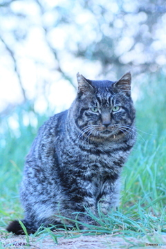 撮って出し(2024-04-23_18-30)-(Canon EOS 60D-9