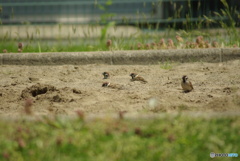撮って出し(2025-05-14_10-59)-(PENTAX K10D-300
