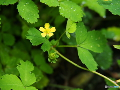 撮って出し-E-M5-150.0-23_06_12-4