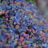 撮って出し-E-M5-0.0-23_06_23-10