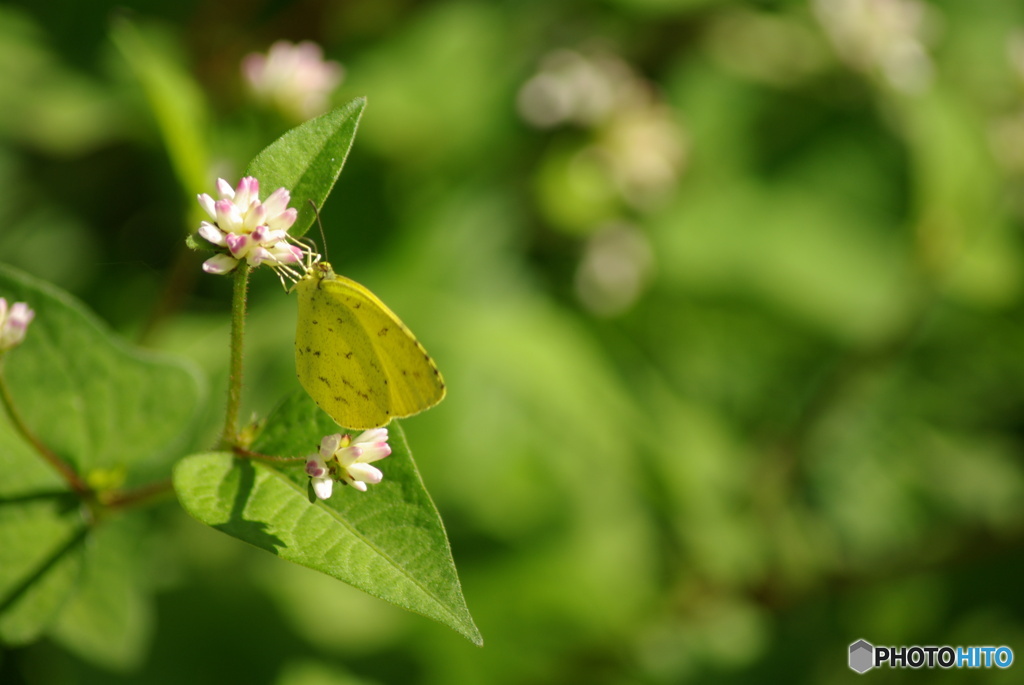 撮って出し(2025-10-30_11-35)-(PENTAX K10D-300