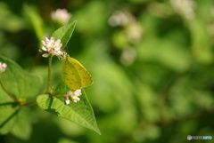 撮って出し(2025-10-30_11-35)-(PENTAX K10D-300