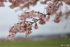 撮って出し(2025-04-19_07-59)-(Canon EOS 6D-50