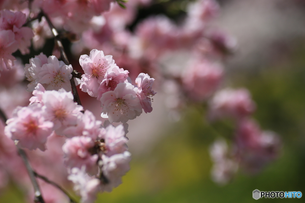 撮って出し-Canon EOS 6D-90.0-41_04_25-11