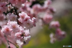 撮って出し-Canon EOS 6D-90.0-41_04_25-11