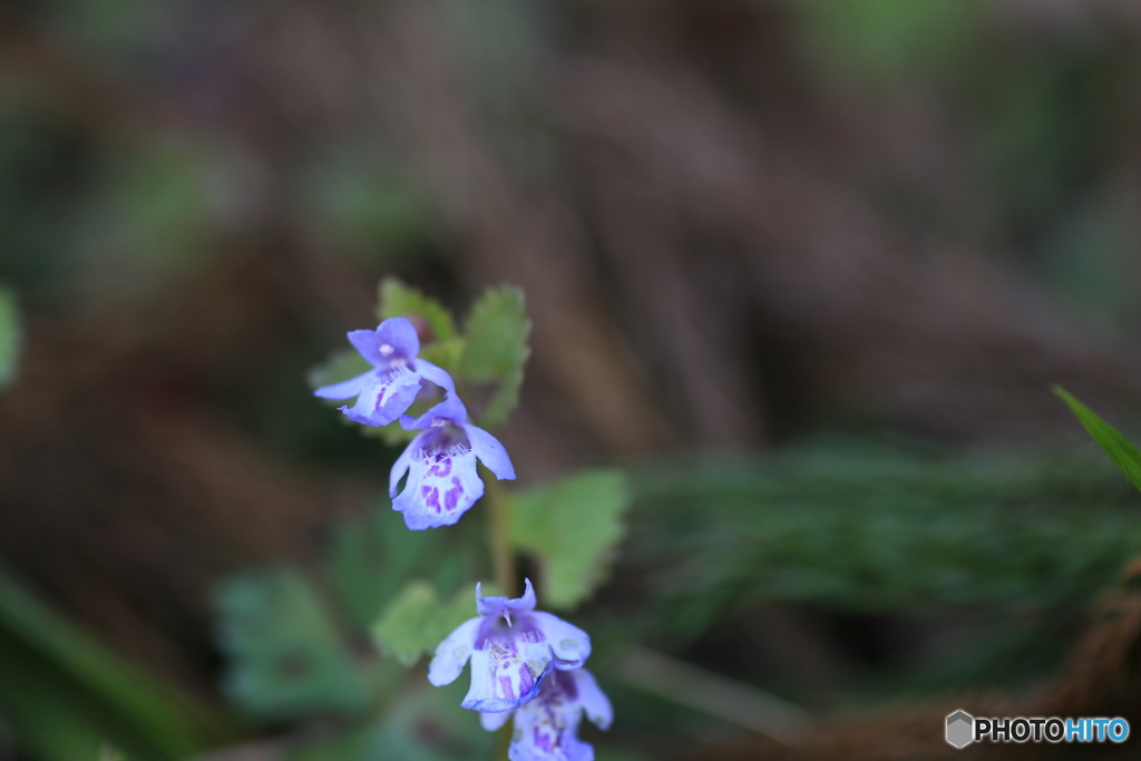 撮って出し-Canon EOS 6D-90.0-41_04_25-0