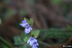 撮って出し-Canon EOS 6D-90.0-41_04_25-0