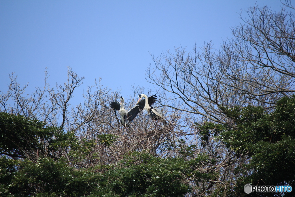 撮って出し(2025-04-19_10-39)-(Canon EOS 60D-2