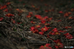 撮って出し(2024-04-12_13-59)-(Canon EOS 6D-90