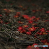 撮って出し(2024-04-12_13-59)-(Canon EOS 6D-90