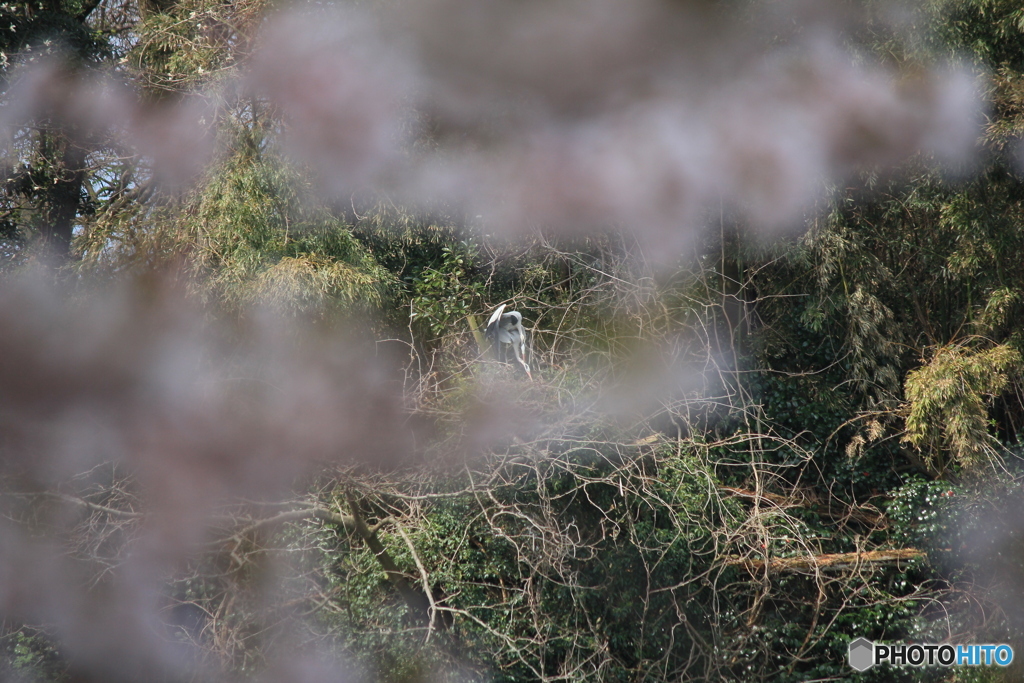 撮って出し(2025-04-19_09-59)-(Canon EOS 60D-2