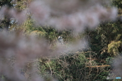撮って出し(2025-04-19_09-59)-(Canon EOS 60D-2